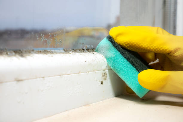 Mold Removal Process in Sandusky, OH
