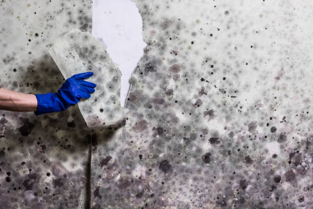 Best Attic Mold Removal  in Sandusky, OH